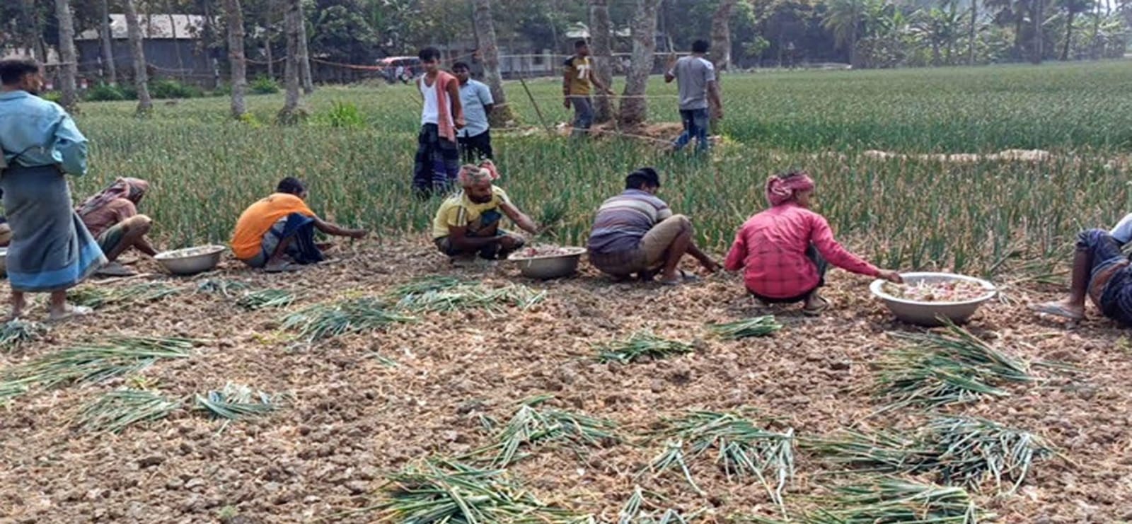 ঈদের আগে পেঁয়াজের বাজারে ধস, লোকসানে আগাম ফসল বিক্রি করছেন কৃষক