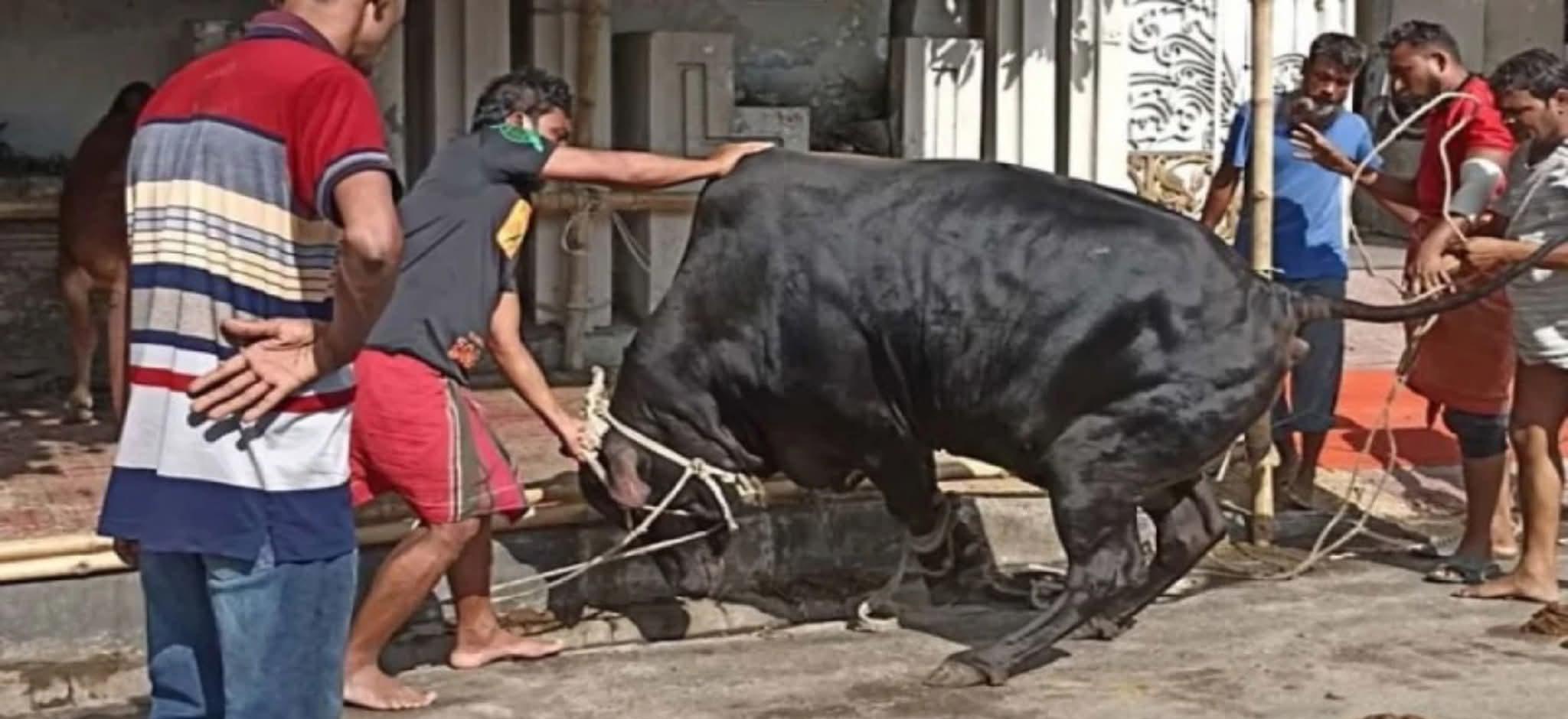 রাজধানীতে কোরবানি দিতে গিয়ে আহত ৮০